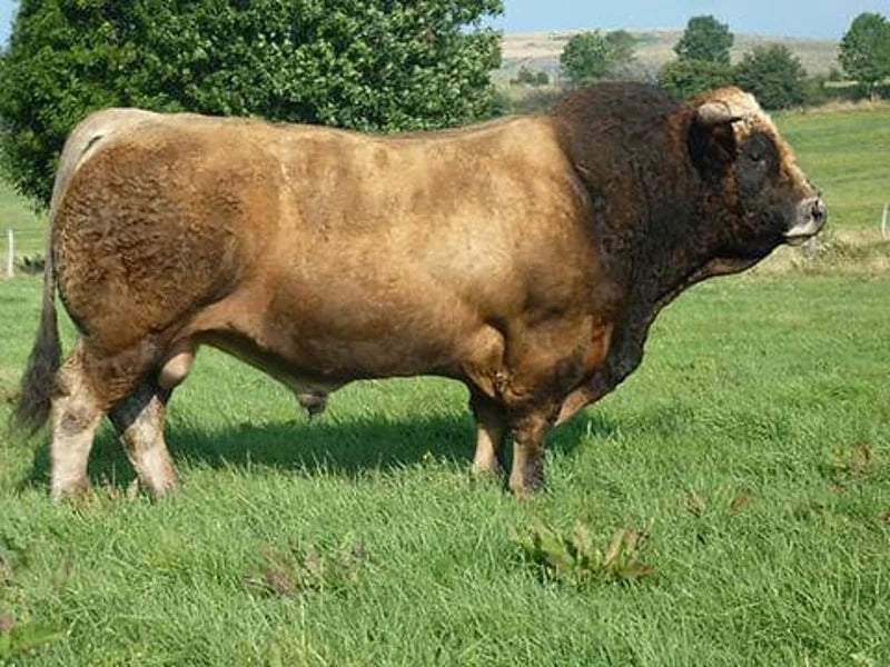 AUBRAC
