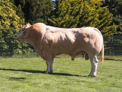 BLONDE D’AQUITAINE