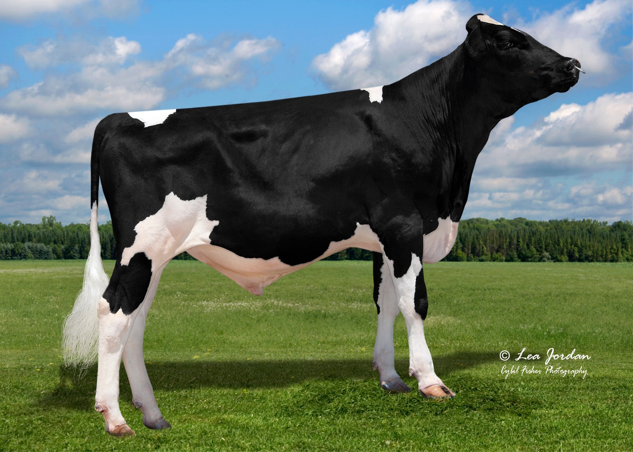 HOLSTEIN