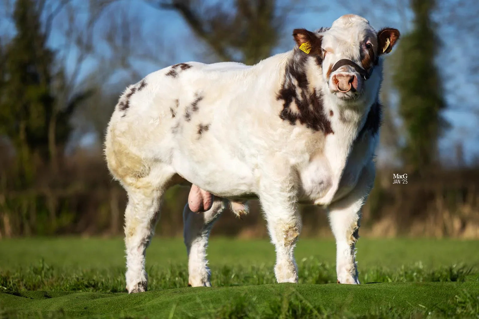 BELGIAN BLUE