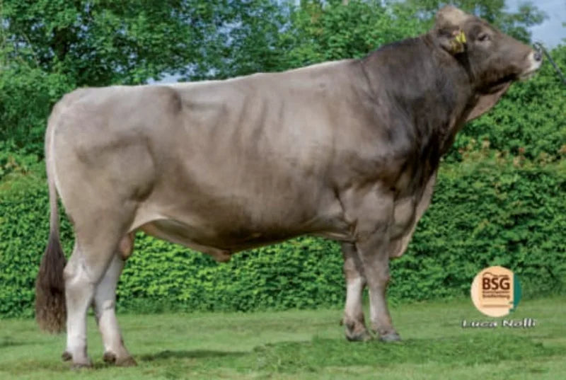 BROWN SWISS
