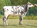 TEXAS – SESSATO