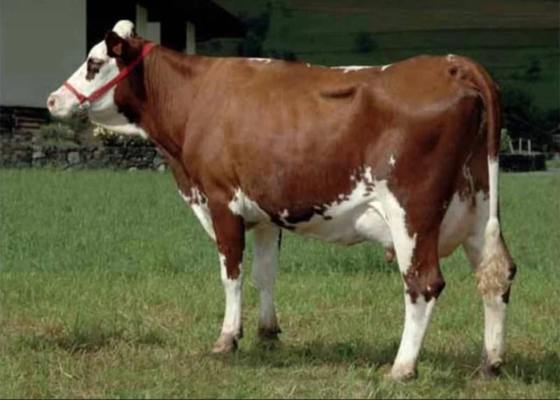 MARQUIS TS
