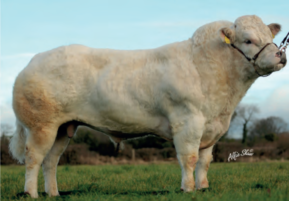 BOHERARD CIAN