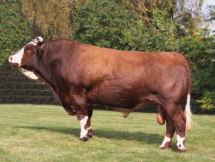 MARQUIS TS
