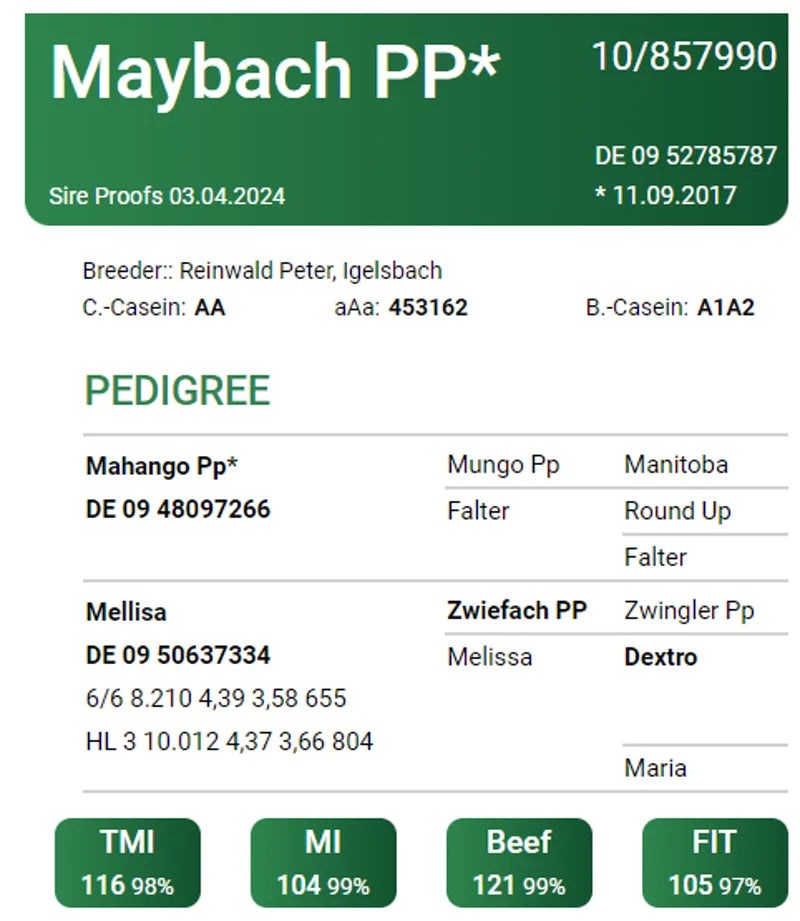 MAYBACK PP