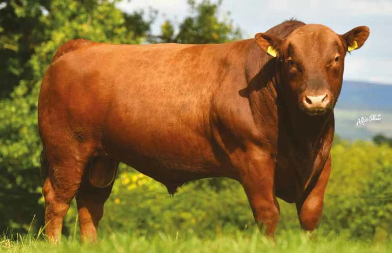 BALLYART RED TYRON