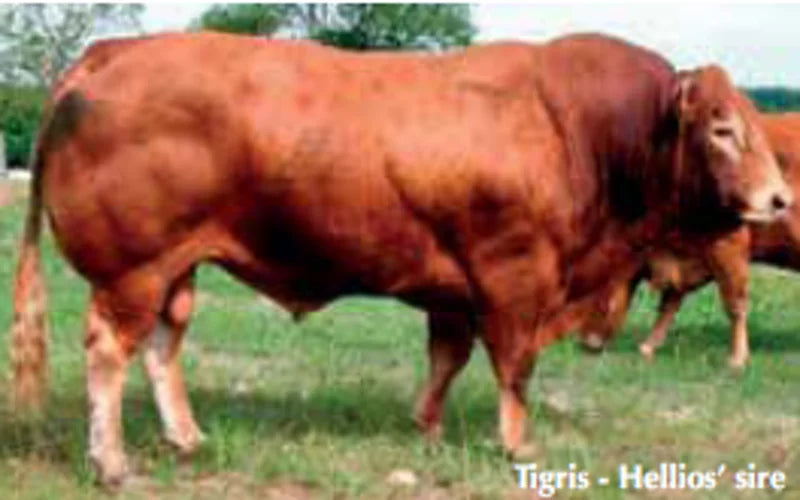 HELLIOS PP