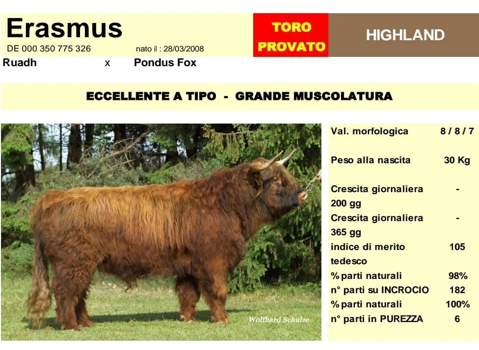 ERASMUS