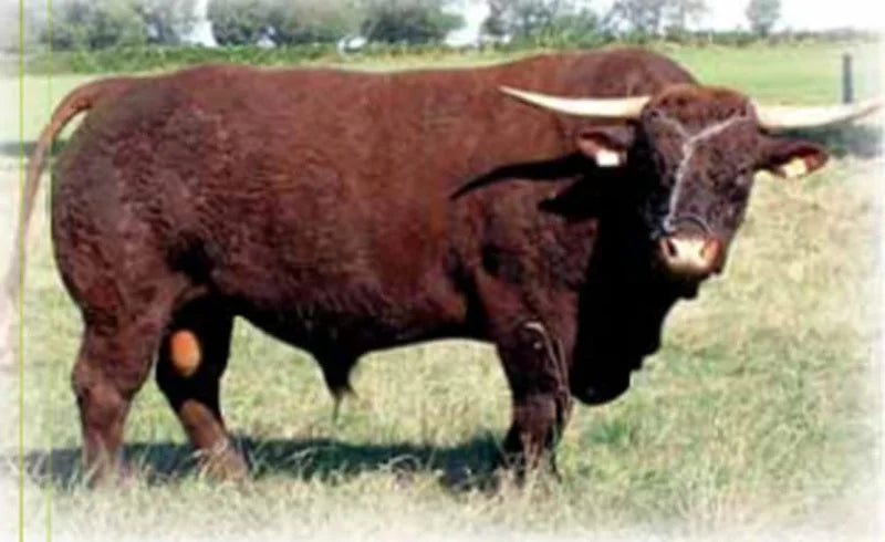 HUSSARD