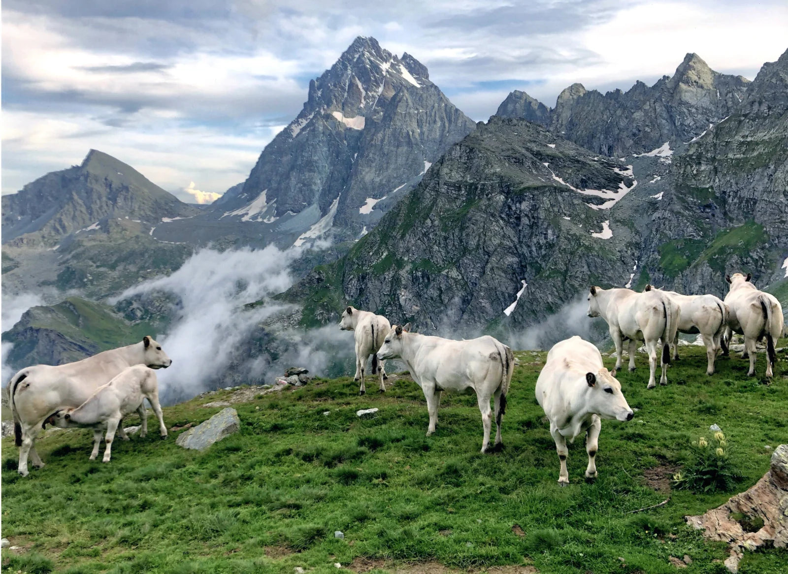 PIEMONTESE