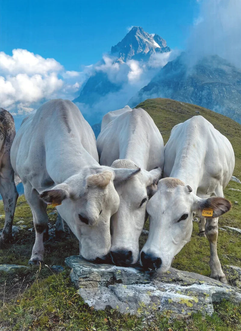 PIEMONTESE