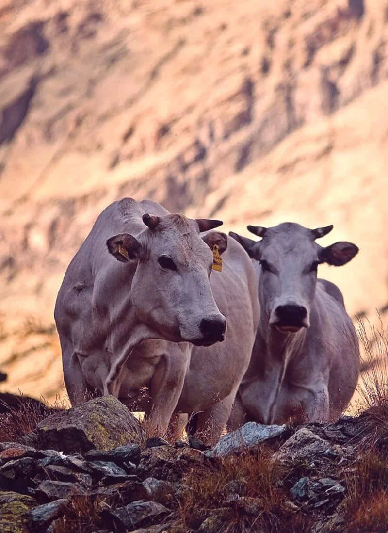 PIEMONTESE