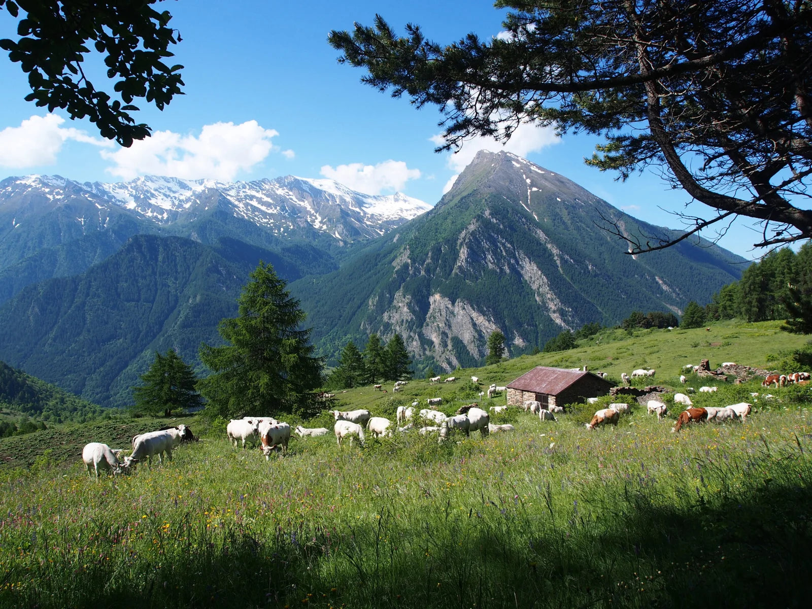 PIEMONTESE