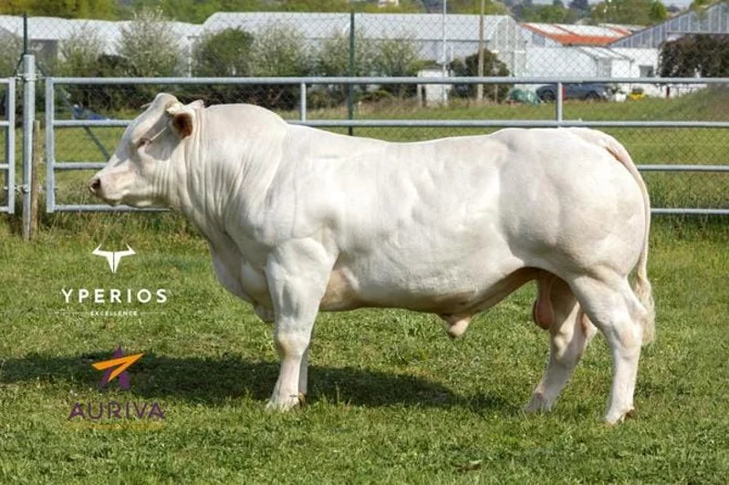 RUDY EXC