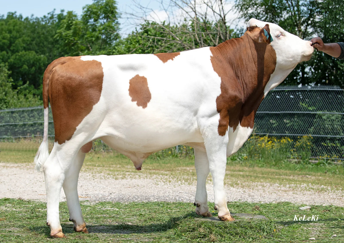 TOPBULL JB